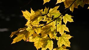 Превью обои кленовые листья, листья, клен, осень, свет