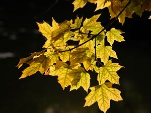 Превью обои кленовые листья, листья, клен, осень, свет