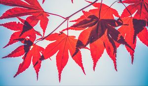 Превью обои кленовые листья, листья, клен, ветка, осень, красный