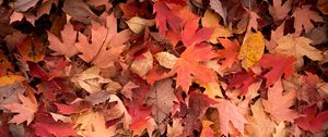 Превью обои кленовые листья, листья, красный, осень, макро