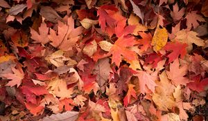 Превью обои кленовые листья, листья, красный, осень, макро