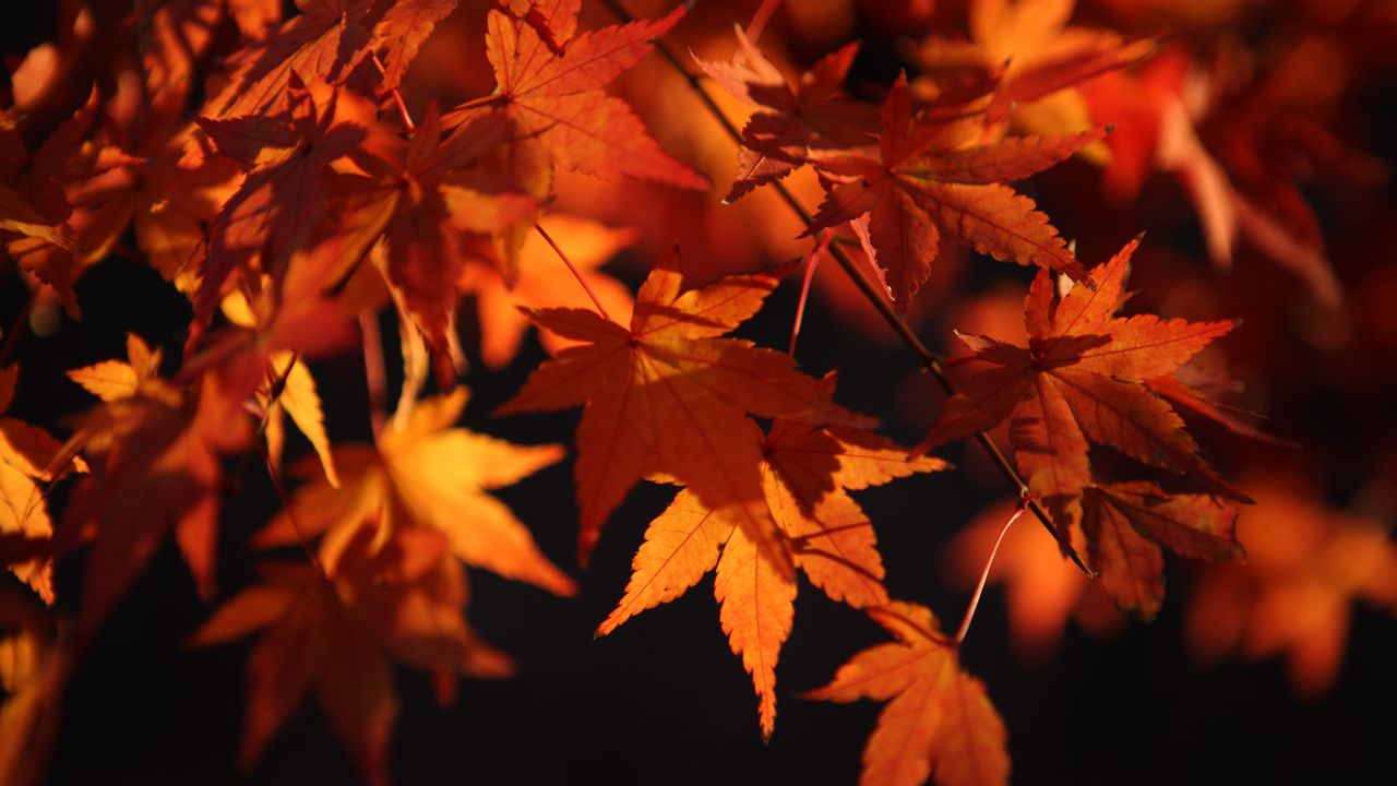Обои кленовые листья, листья, макро, осень, оранжевый
