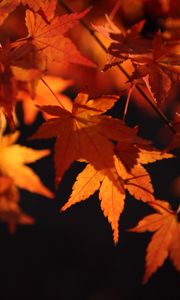 Превью обои кленовые листья, листья, макро, осень, оранжевый