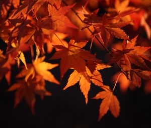 Превью обои кленовые листья, листья, макро, осень, оранжевый