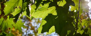 Превью обои кленовые листья, листья, макро, зеленый