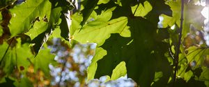 Превью обои кленовые листья, листья, макро, зеленый