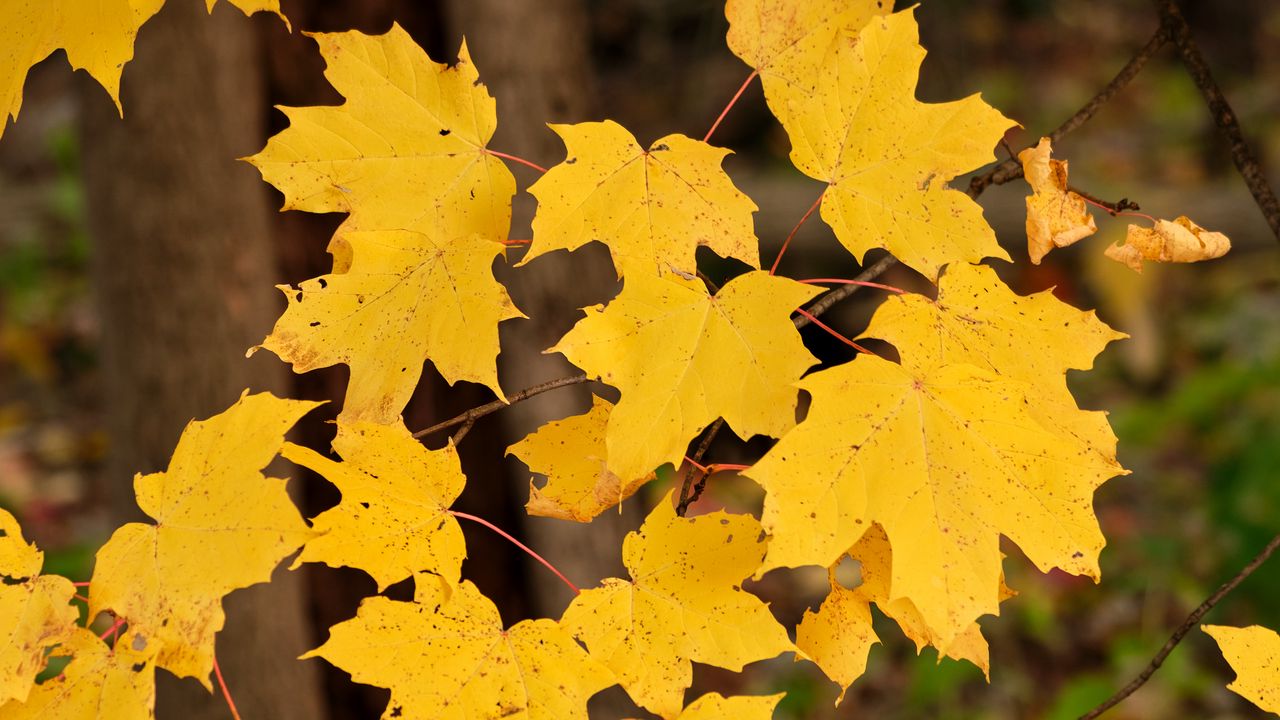 Обои кленовые листья, осень, клен, листья, желтый
