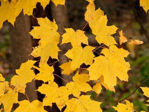 Превью обои кленовые листья, осень, клен, листья, желтый