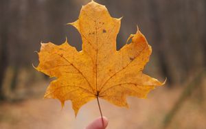 Превью обои кленовый лист, лист, рука, осень, макро