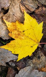 Превью обои кленовый лист, листья, опавшая листва, осень, макро