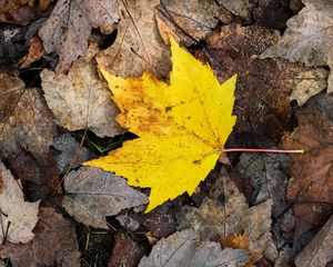 Превью обои кленовый лист, листья, опавшая листва, осень, макро