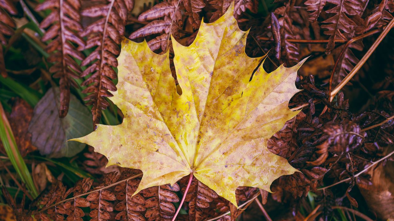 Обои кленовый лист, листья, осень, макро
