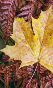 Превью обои кленовый лист, листья, осень, макро