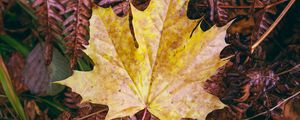 Превью обои кленовый лист, листья, осень, макро