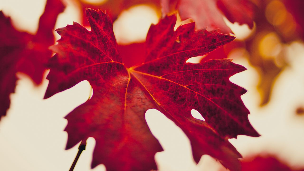 Обои кленовый лист, осень, размытие, красный