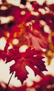 Превью обои кленовый лист, осень, размытие, красный