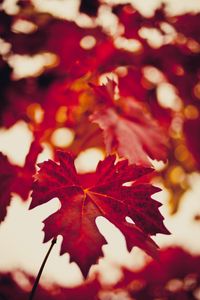 Превью обои кленовый лист, осень, размытие, красный