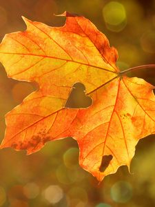 Превью обои кленовый лист, осень, сердце