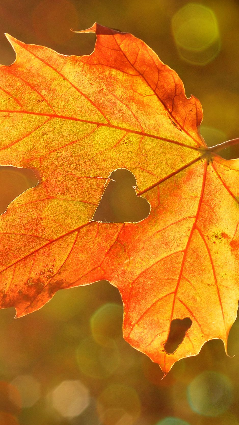 Скачать 938x1668 кленовый лист листья опавшая листва осень макро обои картинки iphone 876s6 for parallax