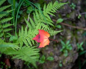 Превью обои кленовый лист, папоротник, растения, осень, природа