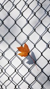 Превью обои кленовый лист, забор, решетка, минимализм, осень