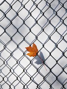 Превью обои кленовый лист, забор, решетка, минимализм, осень