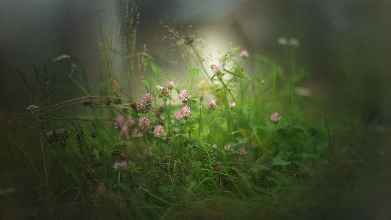 Обои клевер, цветы, трава, туман, размытие