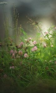 Превью обои клевер, цветы, трава, туман, размытие