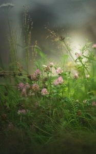Превью обои клевер, цветы, трава, туман, размытие