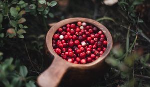 Превью обои клюква, ягода, фрукт, трава, растение