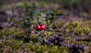 Превью обои клюква, ягоды, крупным планом