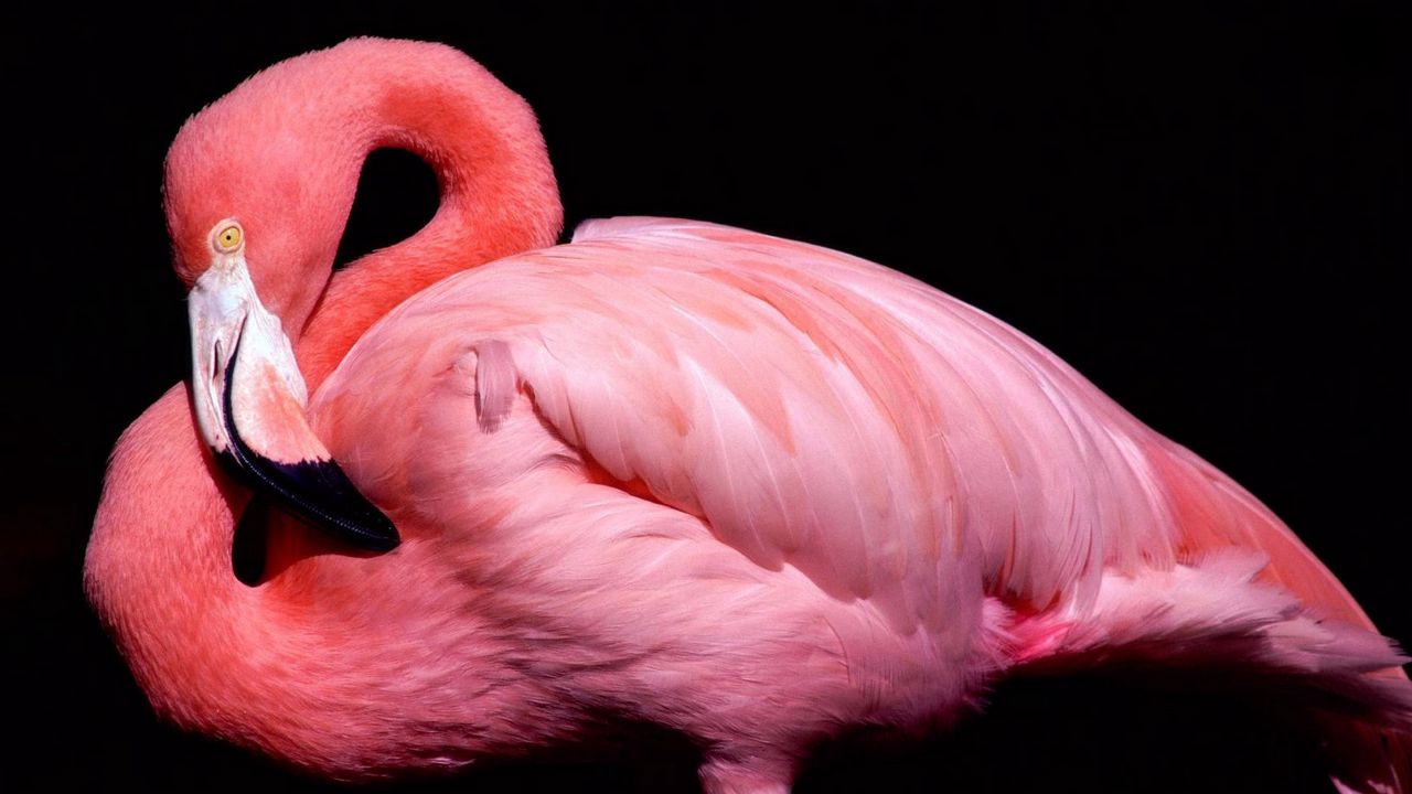 Обои клюв, птица, розовый, фламинго, черный фон