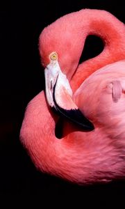 Превью обои клюв, птица, розовый, фламинго, черный фон