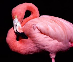 Превью обои клюв, птица, розовый, фламинго, черный фон