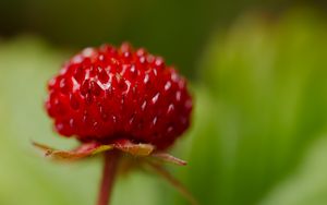 Превью обои клубника, еда, ягода, листья, макро