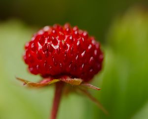Превью обои клубника, еда, ягода, листья, макро