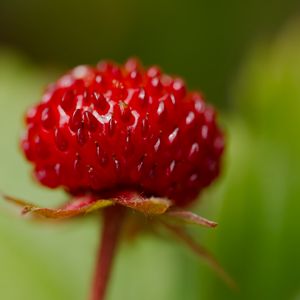 Превью обои клубника, еда, ягода, листья, макро