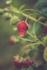 Превью обои клубника, ягода, растение, листья, макро