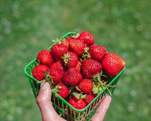 Превью обои клубника, ягода, рука, коробка