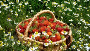 Превью обои клубника, корзина, ягода, ромашки, цветы, поле