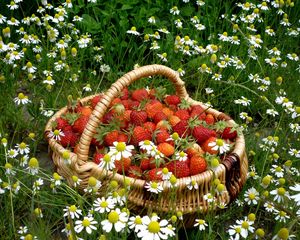 Превью обои клубника, корзина, ягода, ромашки, цветы, поле