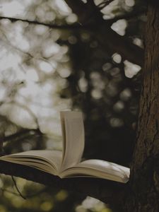 Превью обои книга, дерево, ветка, размытие