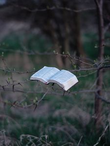 Превью обои книга, дерево, ветки