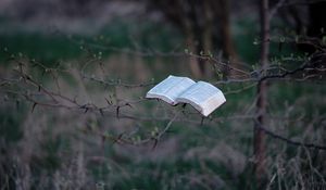 Превью обои книга, дерево, ветки