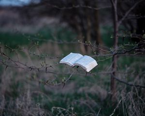 Превью обои книга, дерево, ветки