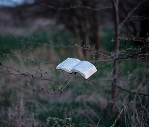 Превью обои книга, дерево, ветки