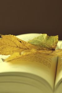 Превью обои книга, лист, осень, закладка