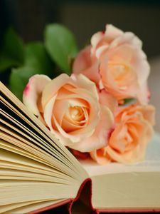 Превью обои книга, розы, букет, чтение