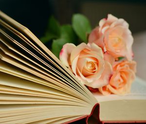 Превью обои книга, розы, букет, чтение