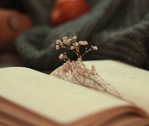 Превью обои книга, сухоцвет, страницы, цветы